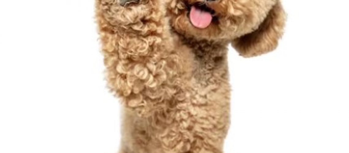 CUTE PUPPY